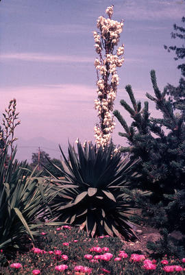 Yucca gloriosa?