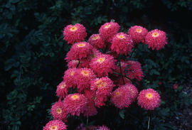 Chrysanthemum cinerariifolium