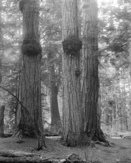 Big Trees Stanley Park Vancouver, B.C.