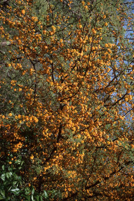 Acacia farnesiana