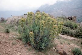 Euphorbia wulferii at Calallucia Gorge