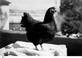 Dark-colored hen