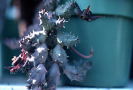 Duvalia pubescens
