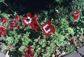 Anemone coronaria