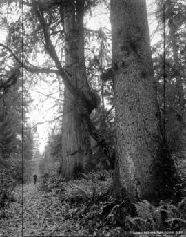 Stanley Park, Vancouver, B.C.