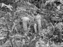 Unidentified fungus in situ