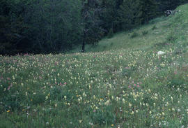 Landscape - general : Alpine meadow, Cromwell Lookout, n[ea]r Ashcroft, B.C.