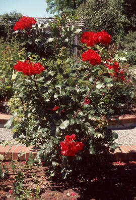 Rosa : Robusta