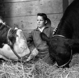 Boy with cattle