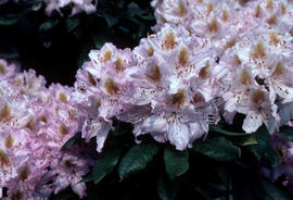 R[hododendron] : Mrs. J. C. Williams [at] R[oyal] B[otanic] G[arden] E[dinburgh]