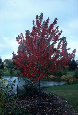 Acer rubrum