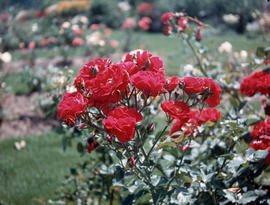 Rosa floribunda alain