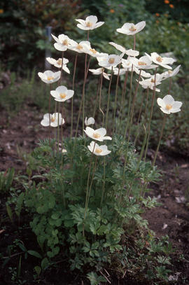 Anemone sylvestris var macrantha