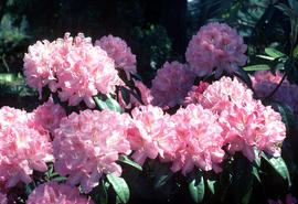 R[hododendron] 'Lady Clementine Mitford'