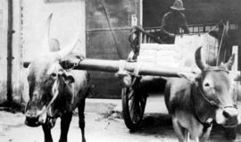 Bullocks - Singapore [Oxen pulling a cart]