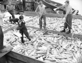 Salmon loaded and iced in barge awaiting canning