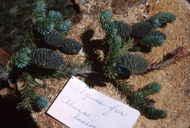 Alpine fir