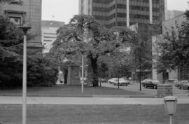 Ulmus sp. (N.I.I.) [700 block of Hornby Street]