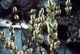Salix aegyptiaca : Willow Catkins in Spring