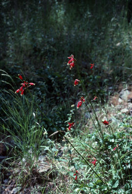 Brodiaea ida-maia