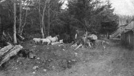 [Farming area on Bowen Island]