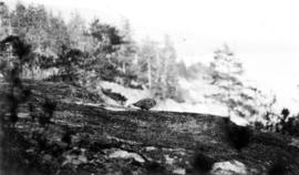 Wild grouse, Point Atkinson trail