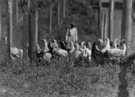 Chickens at Minnekhada farm