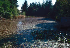 Lake restoration : aquatic weeds