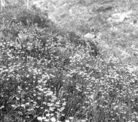 [Wildflowers in Garibaldi District]