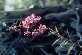Epilobium augustifolia