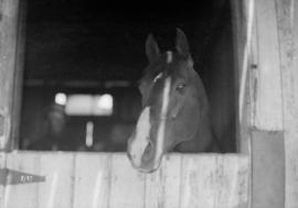 Horse looking out of its stall