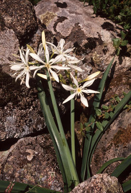 Pancratium illyricum