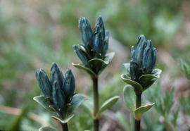 Blue green gentian