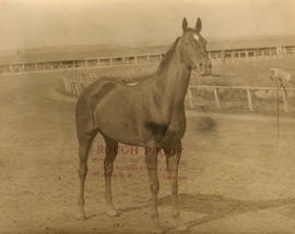 Horse at race track