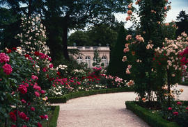 Gardens - Europe - France : Bagatelle rose garden, Paris