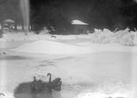 Snow scene [swans and frozen fountain in Stanley Park]