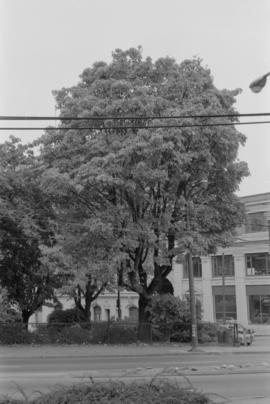 Acer macrophyllum