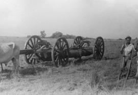 Ox team and cart in field