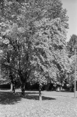 Oxydendrum arboreum [The Crescent]