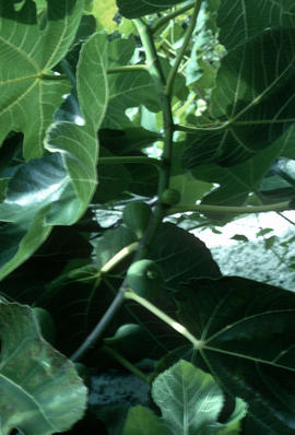 Ficus : celeste, with fruit
