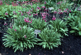 Primula secundiflora