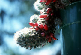 Mammillaria elongata var.