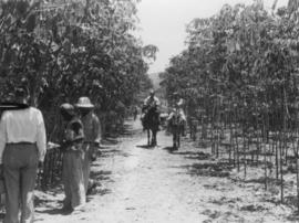 Cane cars etc., pressed steel, people and donkeys on road