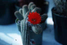 Chamaecereus silvestrii : peanut cactus