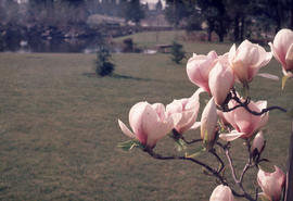 Magnolia veitchii rubra