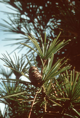 Sciadopitys verticillata, umbrella pine cones