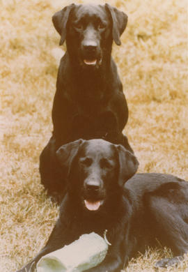 Sydney Hamber's Labrador Retrievers Winston and Shawna