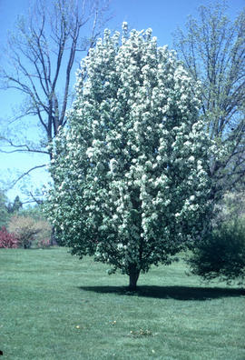 Malus : scheideker