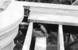 [Robin building nest on column of Christ Church Cathedral under construction]