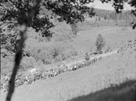 Aspen Grove, Merritt : highway, cattle, tree